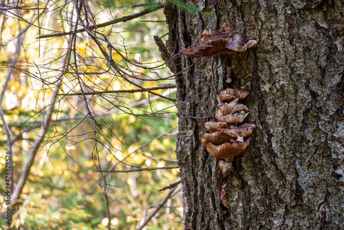 Multiple decaying fungus growths on a large thick tree in a forest. The brown wooden bark has a number of mushroom shaped toxic tree fungus in different sizes and shapes feeding on the tree. 