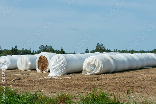 Multiple long rows of white silo bales of hay in a farmer's field. The farm has green hay growing around the stored haystack rolls on pasture land. The covering is a white plastic or poly material.