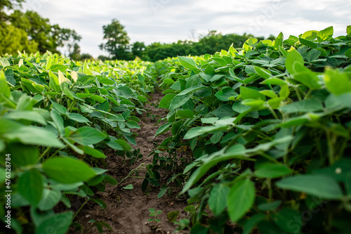 Glycine max, soybean, soya bean sprout growing soybeans on an industrial scale. Products for vegetarians. Agricultural soy plantation on sunny day. untreated field with weeds. Soft focus