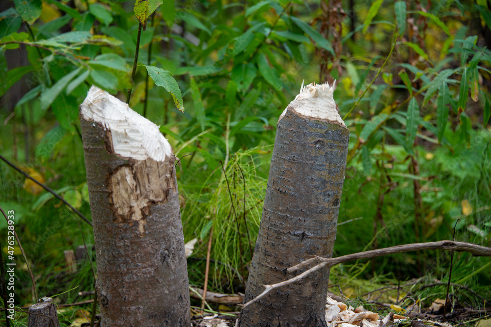 A large thick aspen tree with dark brown textured bark. There's a large piece hollowed out in the tree exposing a light wood. The hole is textured with beaver teeth marks from being gnawed on.