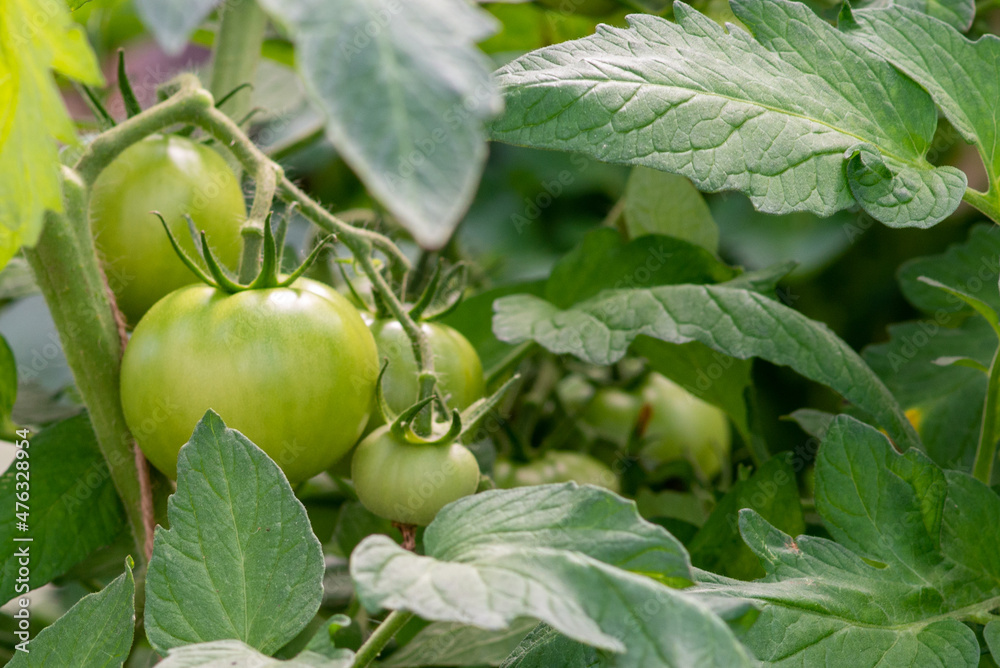 A bunch of unripe large green tomatoes hanging on a vine ripening wabeing held up. There are large deep green leaves with deep veins on the cultivated branch of homegrown produce of raw beef tomatoes.
