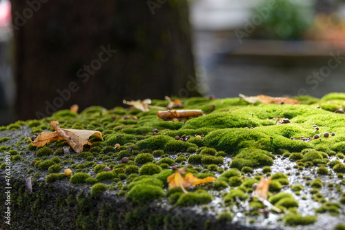 The top of a concrete gate post with small vibrant green moss spores. There are small yellow autumn leaves curled and dried on the soft moss as the sun shines on the plant.