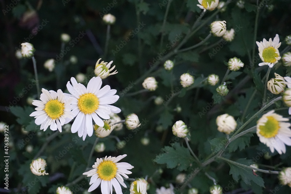 Close-up of the chamomile flower garden- used to make chamomile tea or medicine to help sleep and digestion. Wild daisy flowers growing on meadow Close-up of the chamomile flower garden- used to make chamomile tea or medicine to help sleep and digestion. Wild daisy flowers growing on meadow