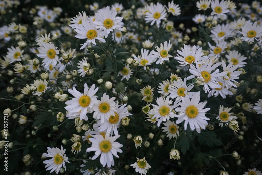 Close-up of the chamomile flower garden- used to make chamomile tea or medicine to help sleep and digestion. Wild daisy flowers growing on meadow Close-up of the chamomile flower garden- used to make chamomile tea or medicine to help sleep and digestion. Wild daisy flowers growing on meadow