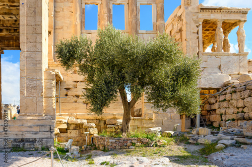 Athena's Sacred Olive Tree alongside the Erechtheion near the Parthenon on Acropolis Hill in Athens, Greece. photo