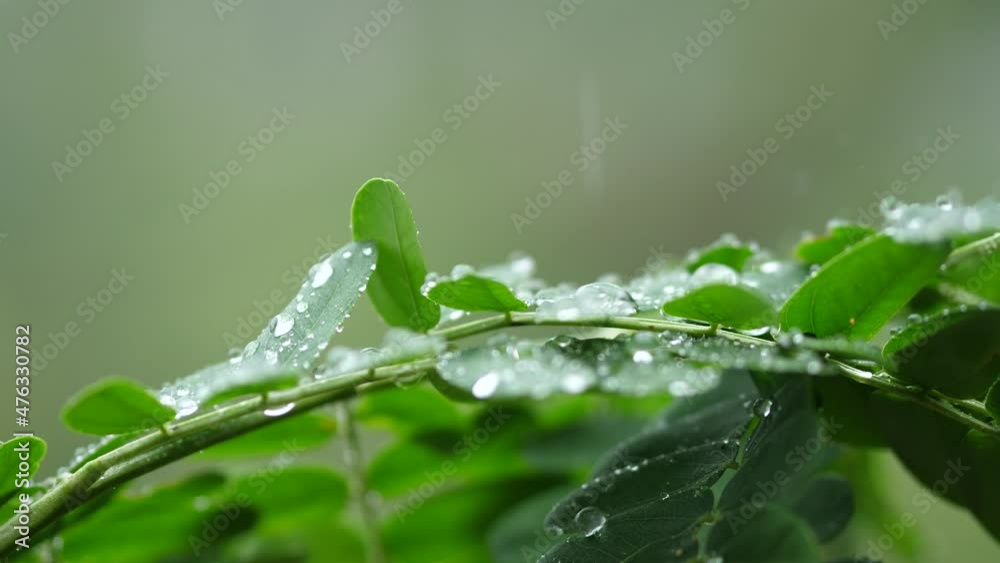 raining shower in the dense forest, close-up of rainfall in jungle, water droplets fixed on green leaves, Raining day in tropical forest. rain drop on leaf tree.Heavy Rain Falling On Tree Leaves raining shower in the dense forest, close-up of rainfall in jungle, water droplets fixed on green leaves, Raining day in tropical forest. rain drop on leaf tree.Heavy Rain Falling On Tree Leaves