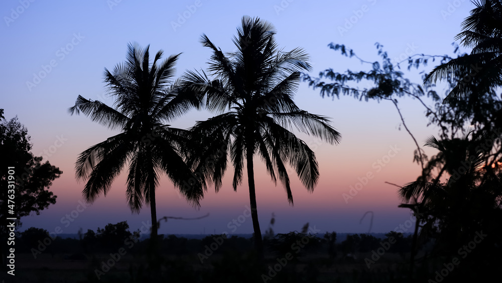 Coconut trees against sunset sky background in rural India