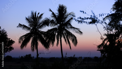 Coconut trees against sunset sky background in rural India