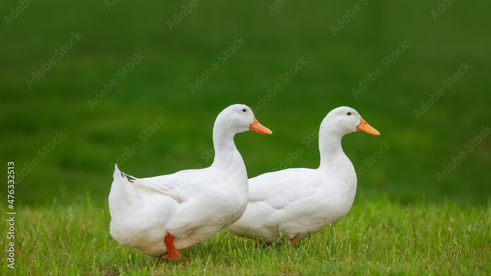 Two white ducks walking in the meadow Two white ducks walking in the meadow