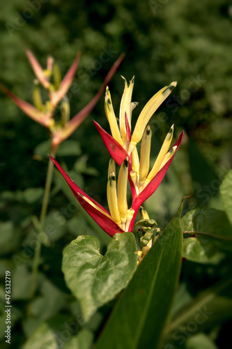 Beautiful heliconia psittacorum, Heliconia spathocircinata golden torch, Strelitzia, lady diana, latispatha, yellow and red flower blooming among the leaves in the garden. Tropical flowers. photo