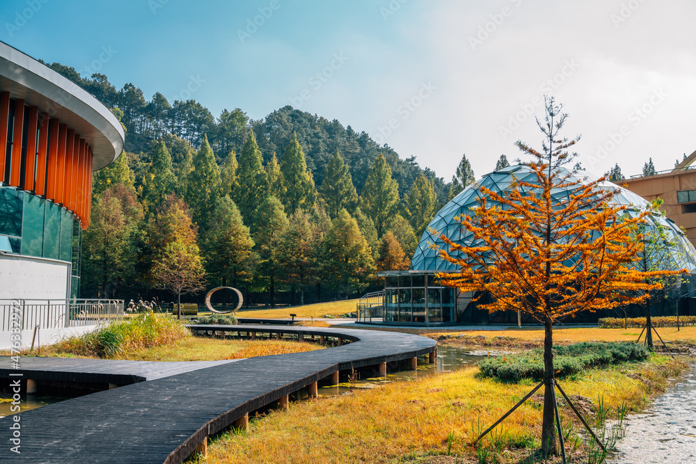 Obraz premium Metasequoia road at autumn in Damyang, Korea