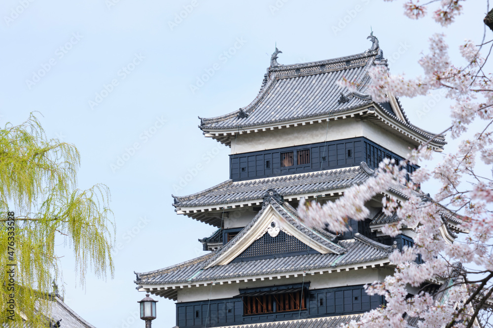 長野県松本市街地に建つ、青空の下の満開の桜と松本城の天守閣