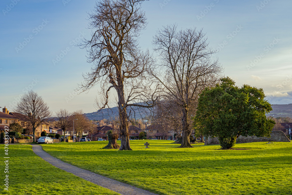 trees in the park