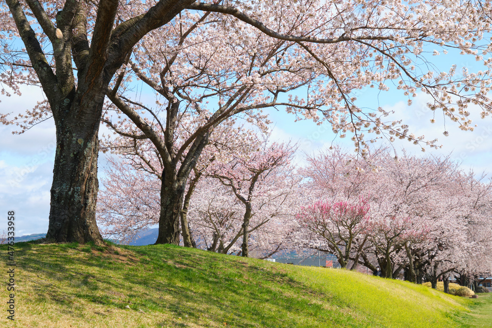 青空の下の桜が満開の川土手の桜並木の春景色