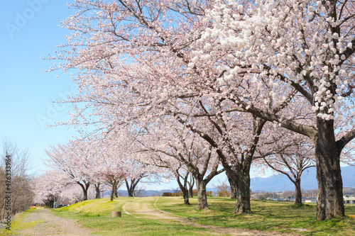 青空の下の桜が満開の川土手の桜並木の春景色