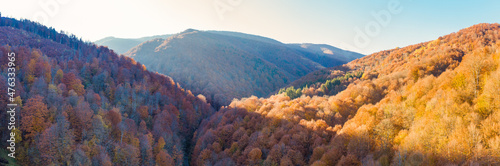 Mystical red beech forest panorama. Natural background. © maykal