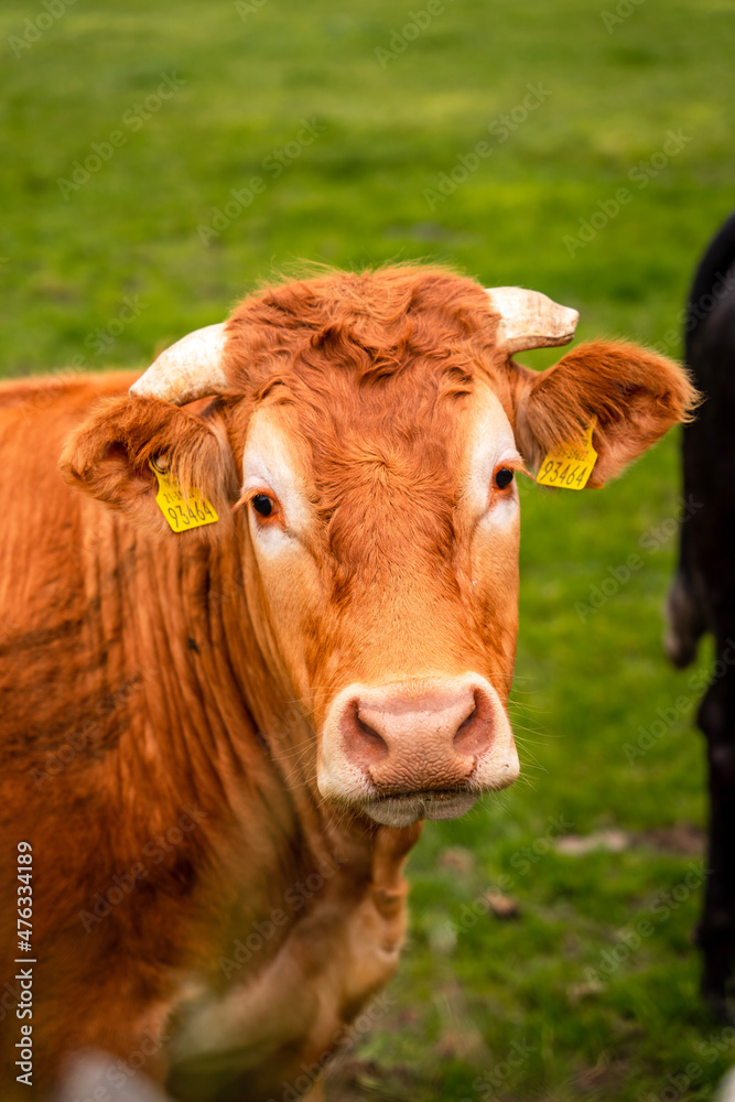 cow in a field