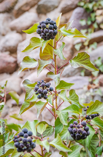 European ivy plant with several fruit bunches