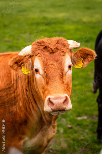 cow in a field © Ricardo