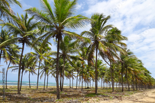 coconut palm trees