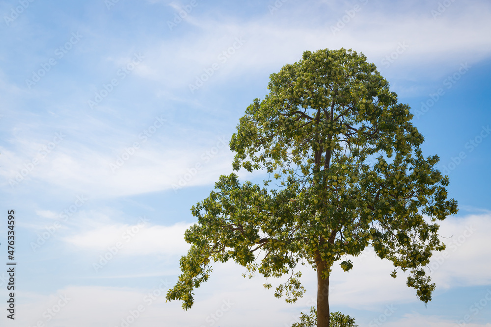 Obraz premium Cerbera odollam blossoms flowers with blue sky nature background