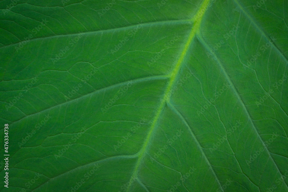 Close up of green leaf pattern Close up of green leaf pattern