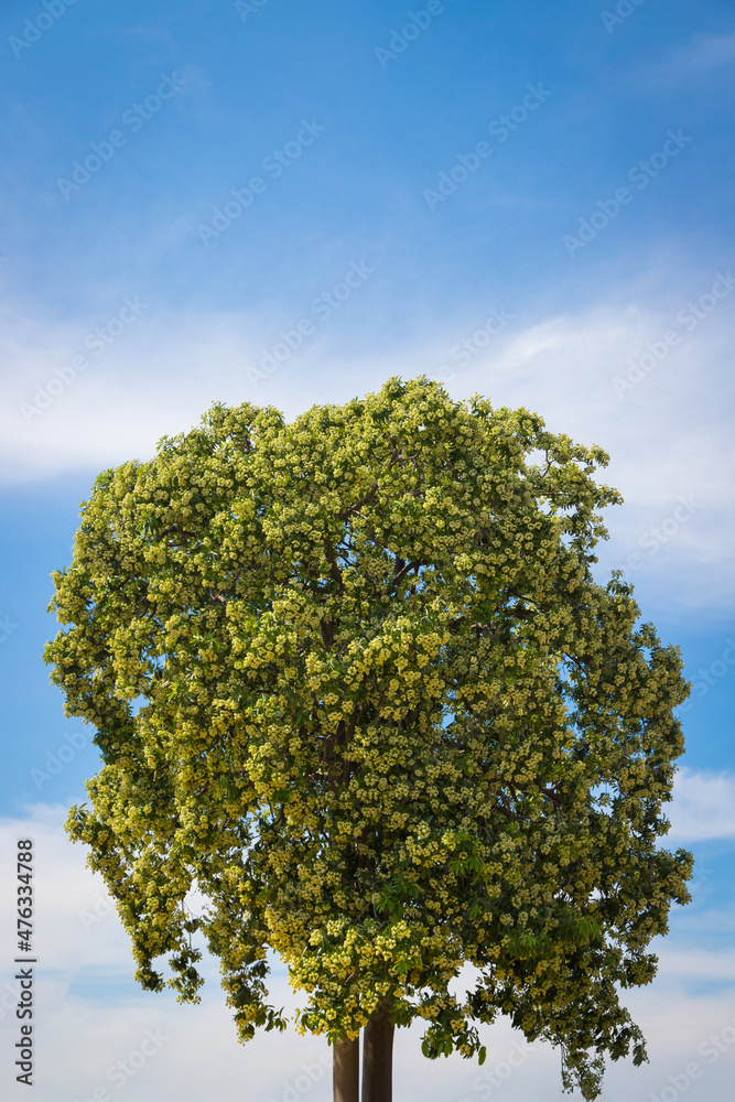 Cerbera odollam blossoms flowers with blue sky nature background Cerbera odollam blossoms flowers with blue sky nature background