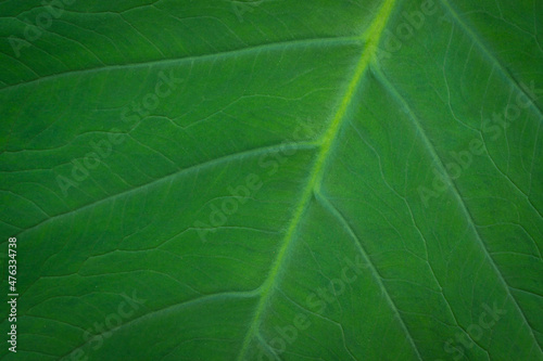 Close up of green leaf pattern
