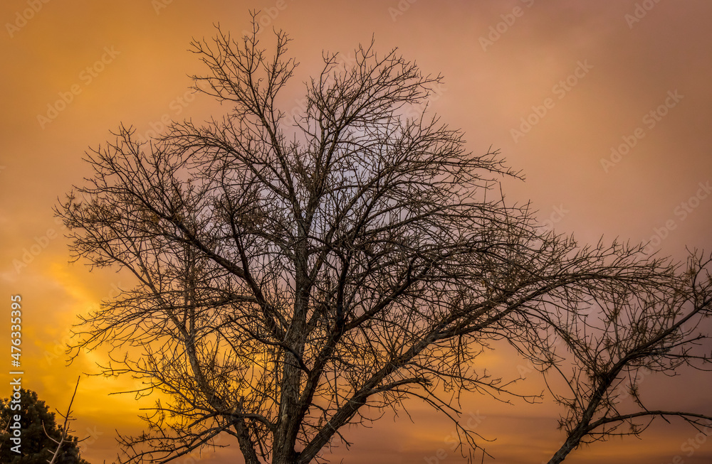 Tree at Sunset