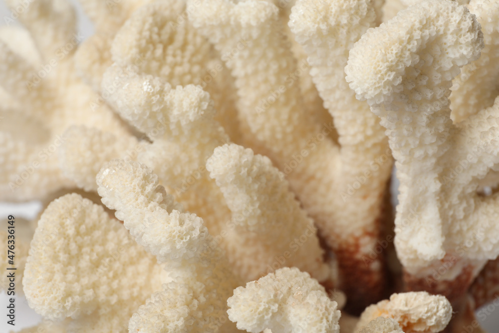 Beautiful exotic sea coral as background, closeup