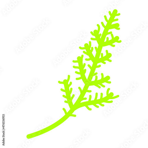 green fern isolated on white background