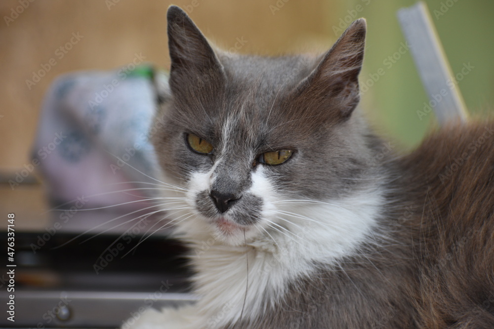 Cute cat looking angry with yellow eyes