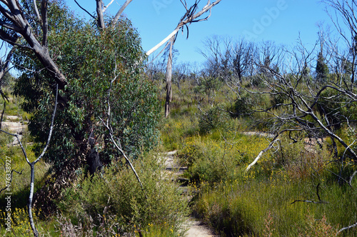 A walking trail at Kanangra Walls in New South Wales, Australia photo