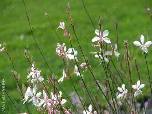Gaura lindheimeri, whirling butterflies, white flowers in summer, xeriscape plants photo