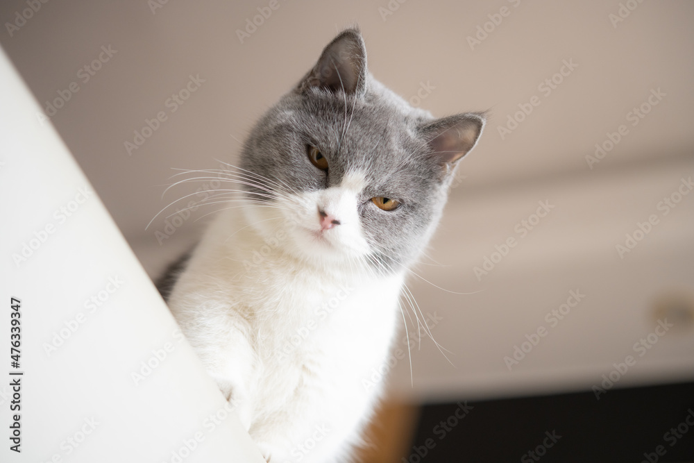 low angle view of a british shorthair cat and looking at the camera low angle view of a british shorthair cat and looking at the camera
