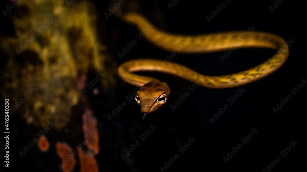 Fototapeta premium Brown Asian Vine snake found in Borneo forest. Brown Asian whip snake on dark background