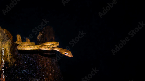 Brown Asian Vine snake found in Borneo forest. Brown Asian whip snake on dark background