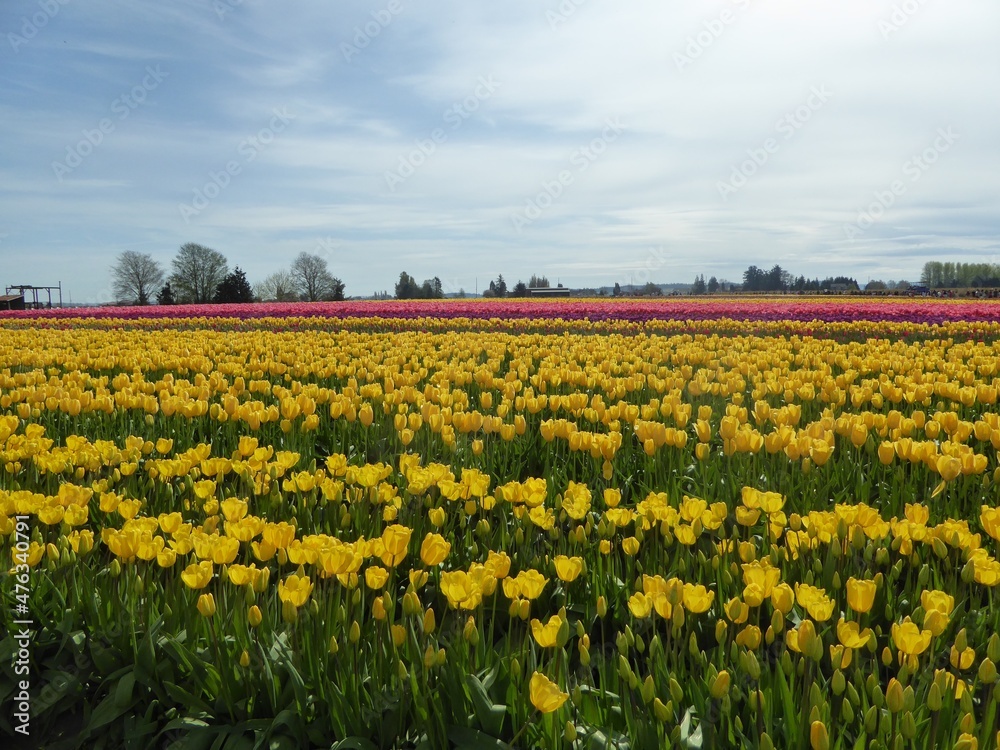 tulip tulip