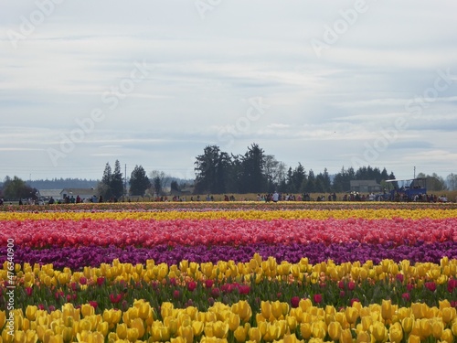 tulip