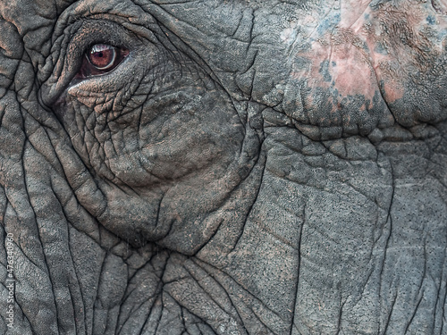 A fragment of an elephant's face with a small reddish eye and gray wrinkled skin. Full screen photo © jockermax3d