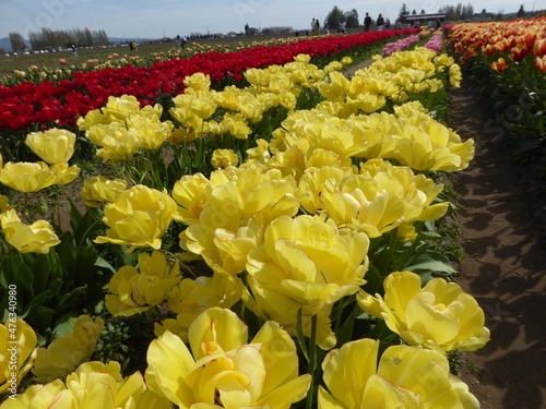 tulip