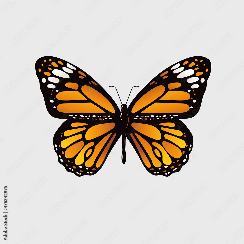 Monarch butterfly vector illustration Monarch butterfly vector illustration