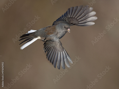 Juncos flying and hovering and fighting over food at bird feeder on bright sunny winter day 