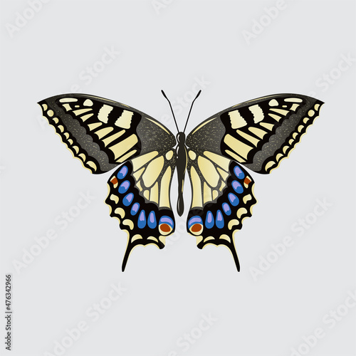 beautiful colorful butterfly vector