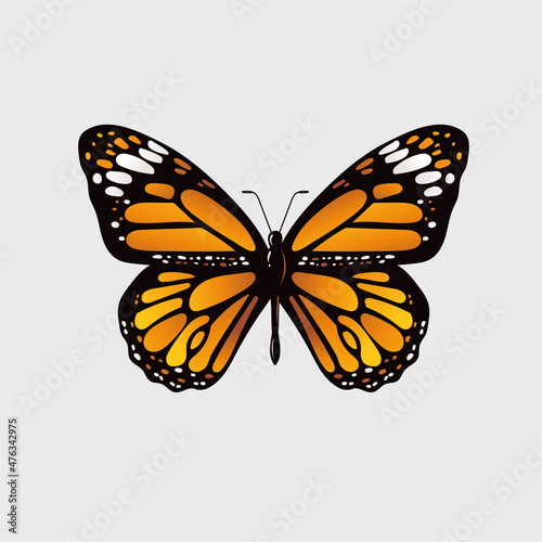Monarch butterfly vector illustration