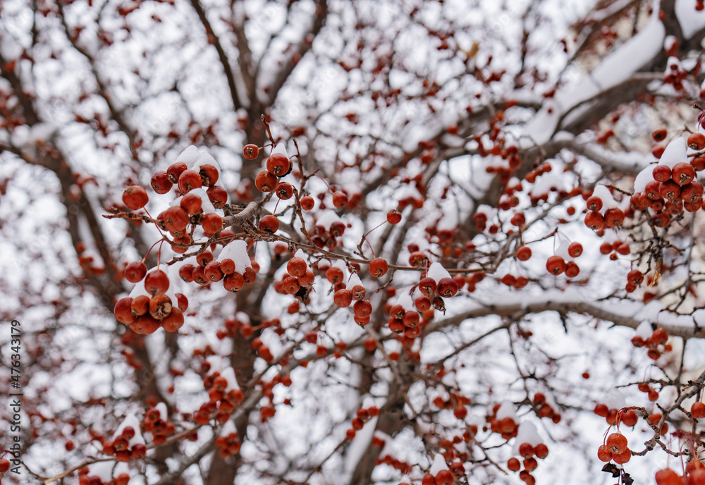 Wild apples on the tree covered by snow. Real natural winter background Wild apples on the tree covered by snow. Real natural winter background
