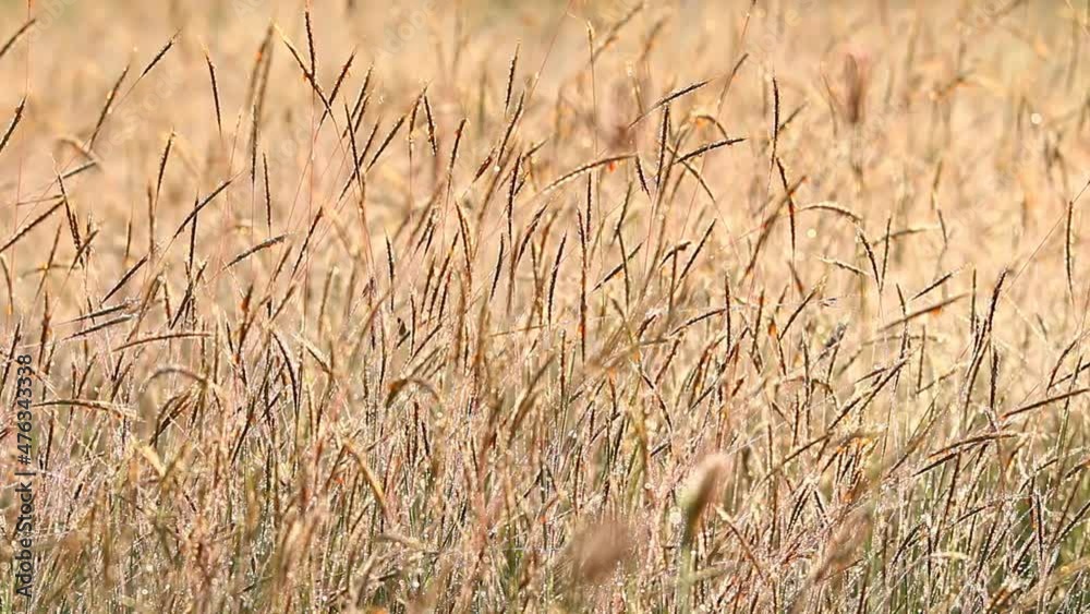 View of grasses in the field, countryside Chiangmai province Thailand View of grasses in the field, countryside Chiangmai province Thailand