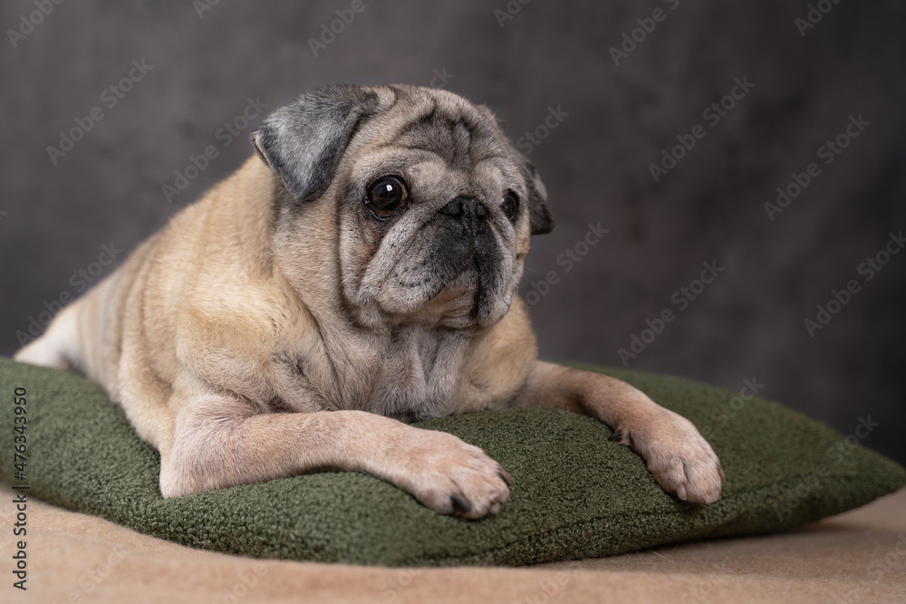 a beautiful elderly pug dog is lying on a pillow, on a gray background,close-up,front view