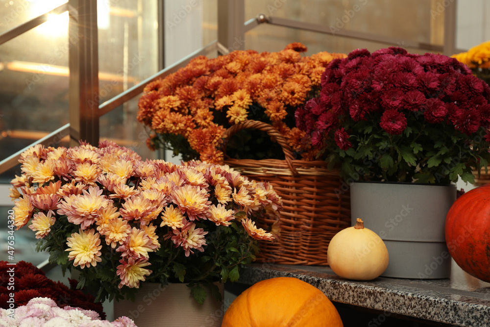 Fototapeta premium Many fresh chrysanthemum flowers in pots and pumpkins on stairs indoors