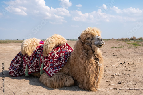 Photos Portrait of bactrian camel in Kazakhstan. Desert steppe transport